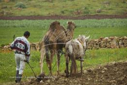 Image du Maroc Professionnelle de  Mohamed agriculteur aux environ d’El Jadida utilise une charrue tiré par un mulet et un chameau, l’emploi d’animaux de bâts de forces différentes s’impose à cause du bon voisinage des deux bêtes contrairement à deux chameaux qui perdent leur temps à se mordre à tour de rôle. Seul inconvénient le tracé de la charrue prend la forme d’un arc sur les grands champs contrairement aux lignes presque droites habituelles. Jeudi 3 Mars 2005. (Photo / Abdeljalil Bounhar) 